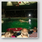 (130/157): pokaz w delfinarium