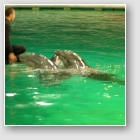 (131/157): pokaz w delfinarium