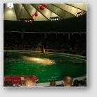 (132/157): pokaz w delfinarium