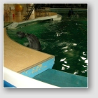 (134/157): pokaz w delfinarium